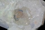 Cyclopyge - An Unusual Pelagic Trilobite #40145-3